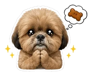 Coco the Shih Tzu